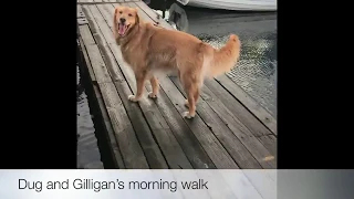 Dug  & Gilligan’s Morning Walk