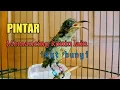 Download Lagu pancingan agar konin ikut bunyi gacor | pancingan konin trotol gacor