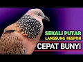 Download Lagu TEKUKUR GACOR - Suaranya Paling Ampuh Untuk Pancingan \u0026 Pikat