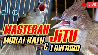 suara kapas tembak dan cucak jenggot untuk murai batu dan lovebird