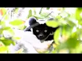 Download Lagu Singing Indri Lemurs | Madagascar