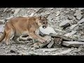 Lagu A Landslide Trapped a Small Puma Cub — Its Mother Rushed to Find Help