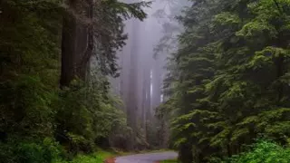 شحاته العرابي          دندنها