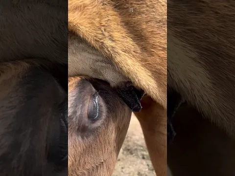 Amazing 🤩 cow #cow