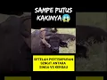 Download Lagu Kasihan,Kaki dan tanduk hewan ini putus,Lion vs bull🤯💯 #shorts #yearofyou #animals #azepzuliana