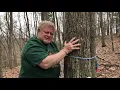What is the difference in a Sugar Maple and Red Maple Tree