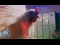 J.Geco - Chicken Song NEW ReMix CoComelon ( 999× )