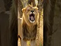 Lion Roaring in the Jungle | Powerful Wild Animal Sounds | Real Wildlife Scene #lion #animals #شیر