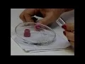 Download Lagu Reportagem - Vigilância epidemiológica divulga boletim sobre doenças doh Aedes Aegypti - 09/03/16