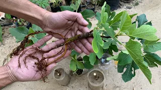 عاوز تزرع شجر تين شاهد كيف من غصن شجرة تين واحد فقط حصلت على العديد من الشتلات مجان ا وبكل سهولة 