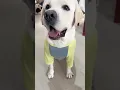 Download Lagu Food food food!Give me food! #fyp  #funnyanimal #viral