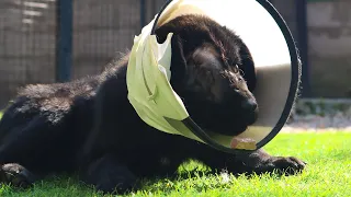 Black Puppy Lost His Eye, Then His Leg… But Never Gave Up