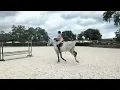 Shopping for a big horse in Ocala near World Equestrian Center