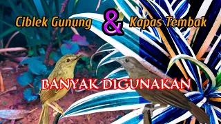banyak digunakan masteran kapas tembak dan ciblek gunung