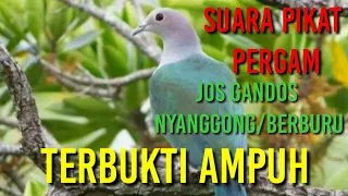 Download SUARA BERSIH|| Suara pikat pergam/kum kum di jamin AMPUH MP3