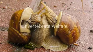 Invertebrate welfare - slugs