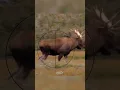 Download Lagu Big Moose (where to shoot) | Hunting Tips | morning shots #shorts