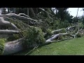 Maui families trapped for days after Lala s winds topple 75-foot tree utility lines