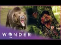 Grizzly Bear Attacks Father And Son Fight to Survive Wonder