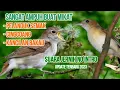 Download Lagu suara pikat burung kecil paling ampuh untuk mikat pelanduk semak, cingcoang, kancilan bakau