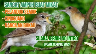 Download suara pikat burung kecil paling ampuh untuk mikat pelanduk semak, cingcoang, kancilan bakau MP3