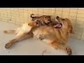 Download Lagu When the neighbor's puppy met my golden retriever, how did they become friends?