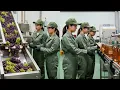 Lagu What REALLY Happens Inside a Wine Factory? (The Truth They Hide) - Process Factory