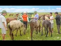 Download Lagu TIMELAPSE: Using Truck to Transport Horses to Countryside Market - Female Truck Driver