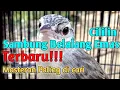 Download Lagu Masteran Cililin sambung Belalang Emas Untuk Ciblek Durasi Panjang || Suara Jernih