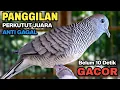 Download Lagu Perkutut Lokal Gacor Suara Besar Pancingan Burung Perkutut Agar Cepat Bunyi.