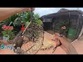 Download Lagu While painting Avi Chim, the Red-whiskered Bulbul lured a strange bird home.