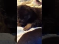 German shepherd puppies at 4 weeks and the precious runt