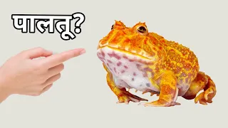 Maine Banaya Mendhak ka Ghar 🏠