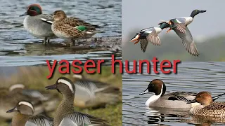 صوت ابو زله وبربش والحذاف 