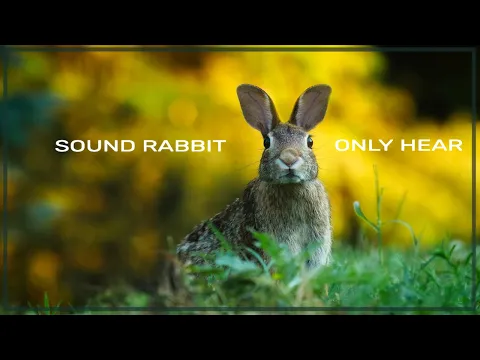 Download MP3 Sound Rabbits Can Only Hear