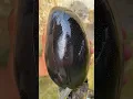 Download Lagu Mangga Hitam paling langka di Dunia #mangga #buahbuahan #tipsberkebun #pertanian