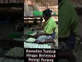 Download Lagu #Proses Pembuatan Kripik Singkong Madura, Yang Terbuat dari Singkong Yang Di Rebus.