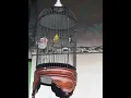 Pleci dakun malang