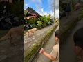 Download Lagu Di gonggong anjing besar#anjing #lucu#short