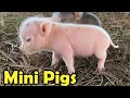 Cute Mini Pigs as Pets - 9 Cutest Facts about Teacup pigs for Kids