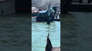 #fyp #dream #doberman #pets #boat