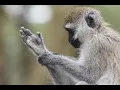 Opposable Thumbs