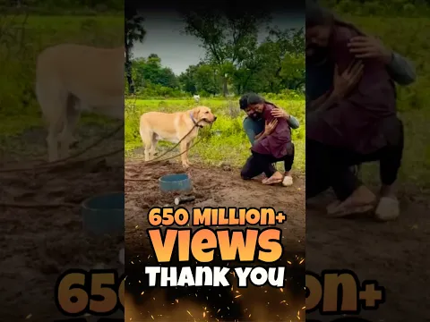 💕650+ Million Views❤️Thankyou❤️ #labrador #doglover #goldenretriever #doglove #puppies  #love #pets