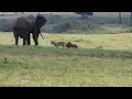 lion attack warthog with elephants around distract to fail it hunt