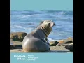 Animal life tracking and monitoring