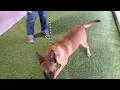 Meet Sorsha a Belgian Malinois currently available for adoption 2023 6 00 18 PM