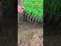 Download Lagu Menanam Jagung Cara Modern, Petani harus mencoba