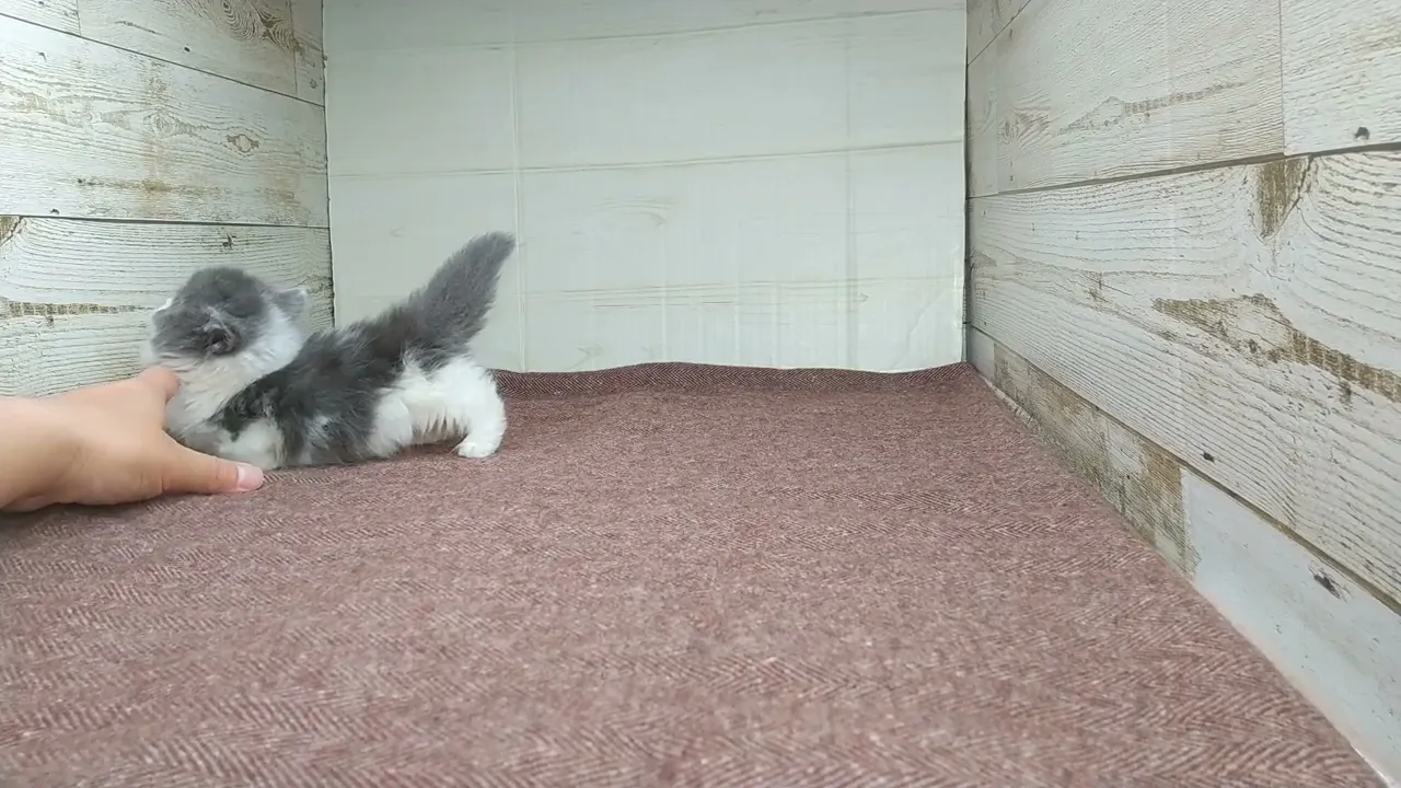 動画