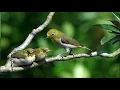 Download Lagu Suara Burung Pleci Di Alam Liar
