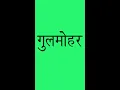 Download Lagu गुलमोहर